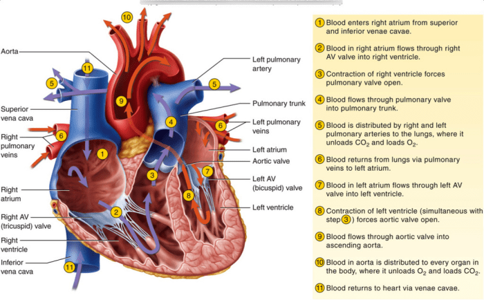 Hesi abdominal assessment case study