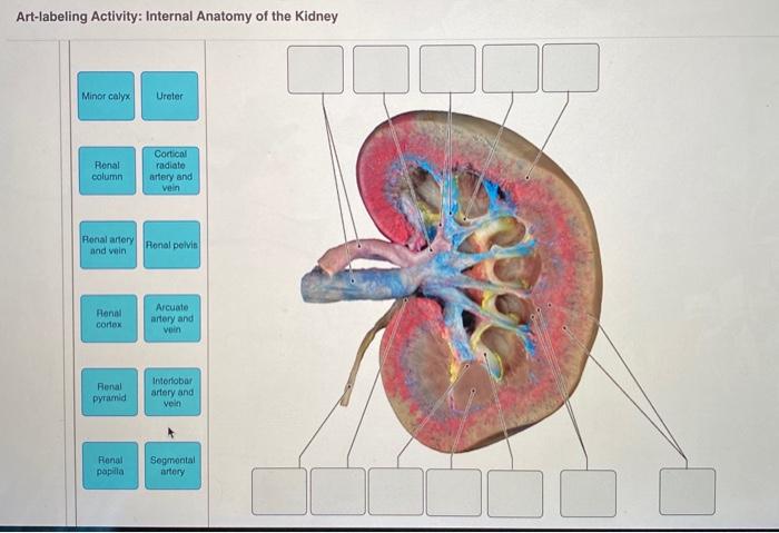 Art-labeling activity internal anatomy of the kidney including the nephron