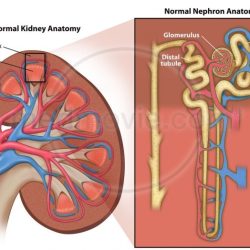 Kidney normal anatomy nephron medmovie unit gross medulla cortex functional filtration called pricing request stock