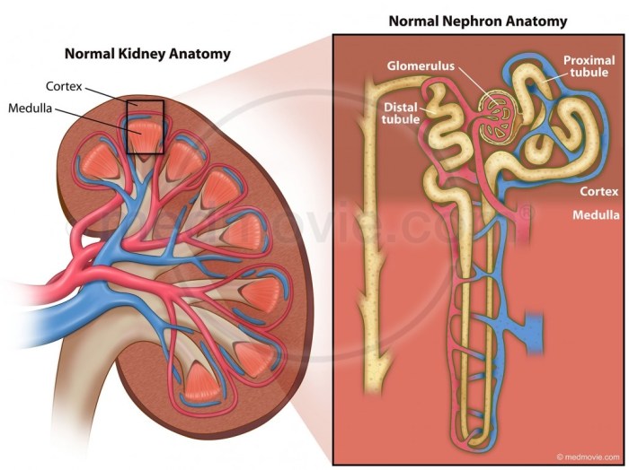 Kidney normal anatomy nephron medmovie unit gross medulla cortex functional filtration called pricing request stock