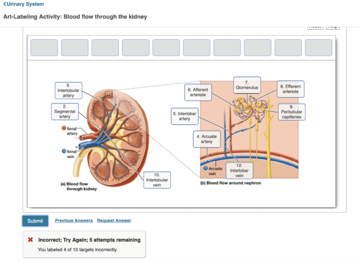 Art-labeling activity internal anatomy of the kidney including the nephron